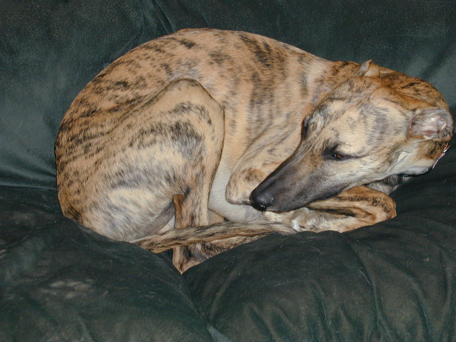 Red sales brindle whippet